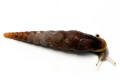 Phaedusa paviei Vietnam, adult